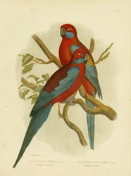 Pennants Sittich oder Scharlachrosella, 1891